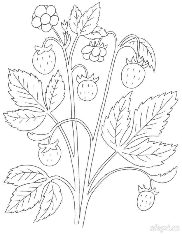Ягоды раскраска для детей