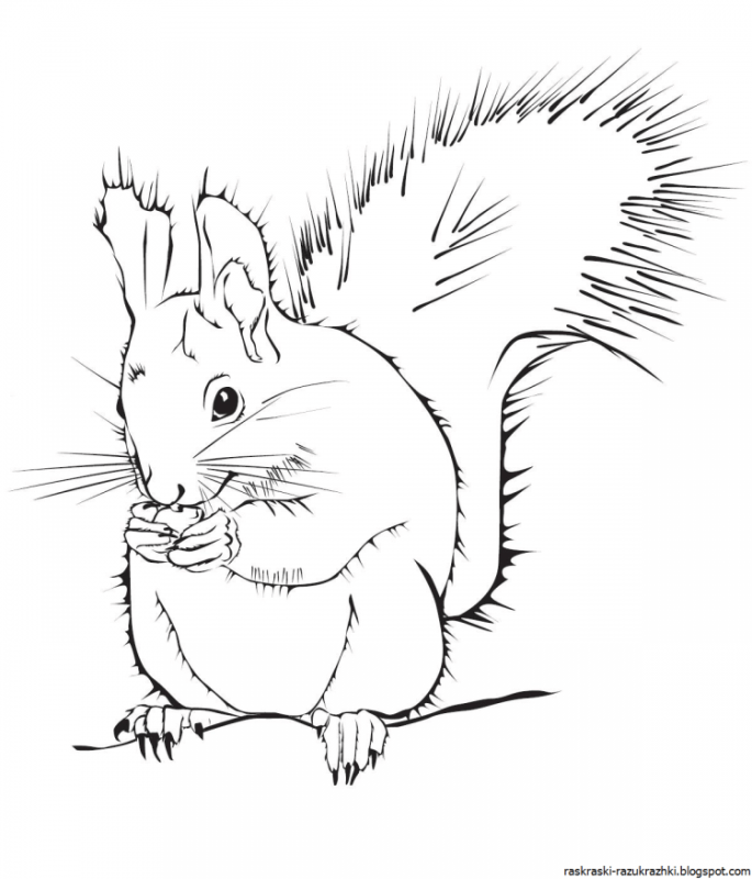 Раскраска Белочка