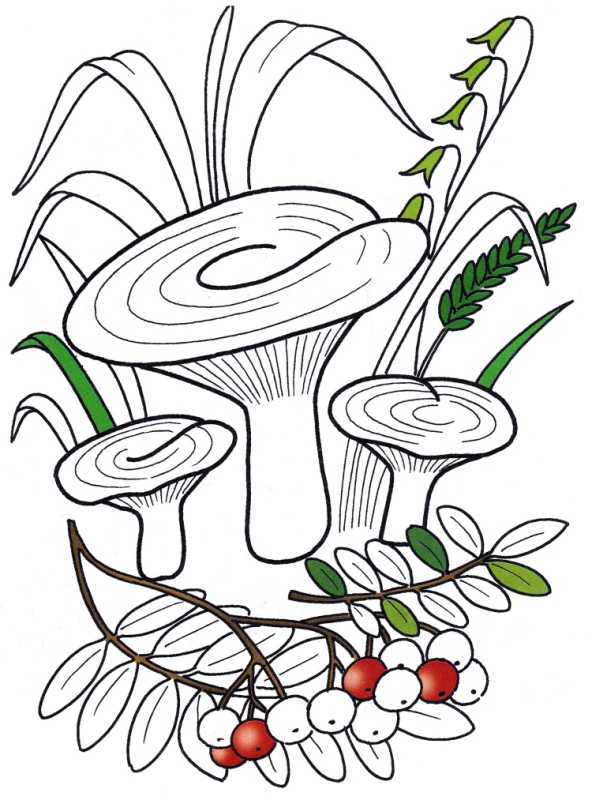 Подберезовик раскраска для детей