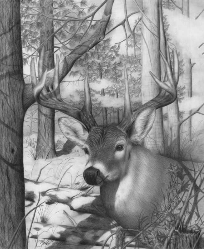 Олень в лесу