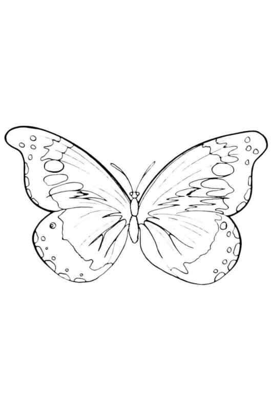 Раскраска "бабочки"