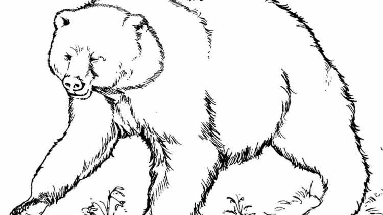 Медведь рисунок