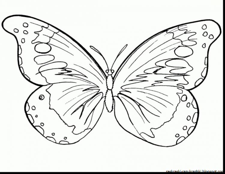 Раскраска "бабочки"