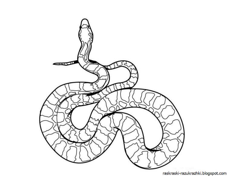 Змея на английском