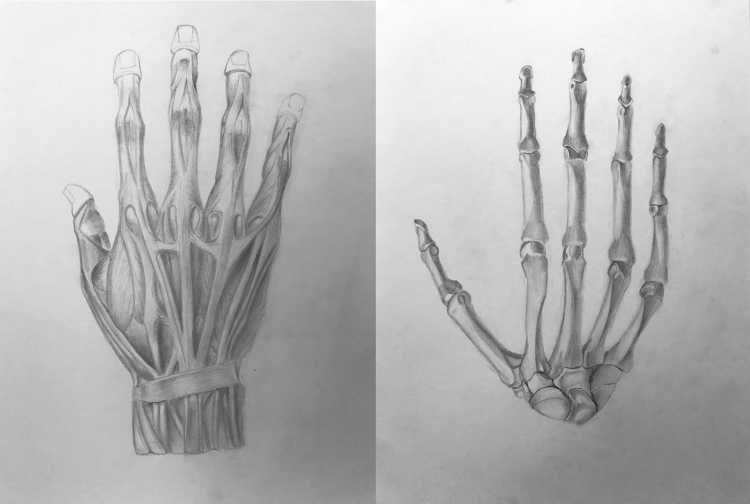 Скелет кисти карандашом