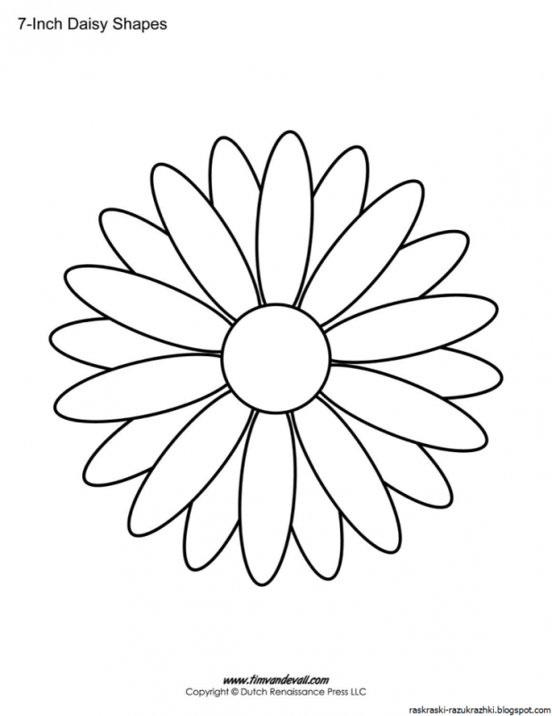 Цветы маргаритки раскраска для детей
