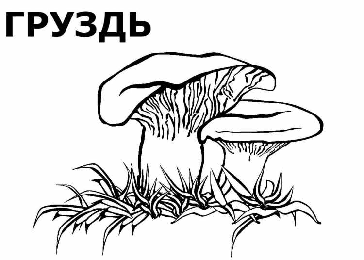 Съедобные грибы и несъедобные карандашом