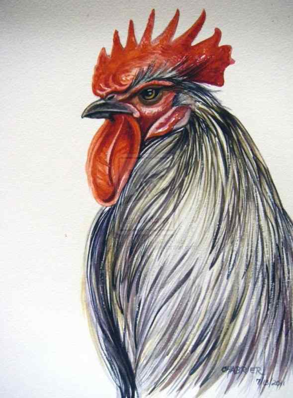 Петух акварелью