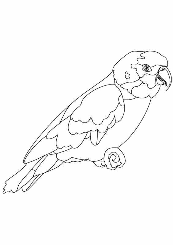 Трафарет попугая на ветке