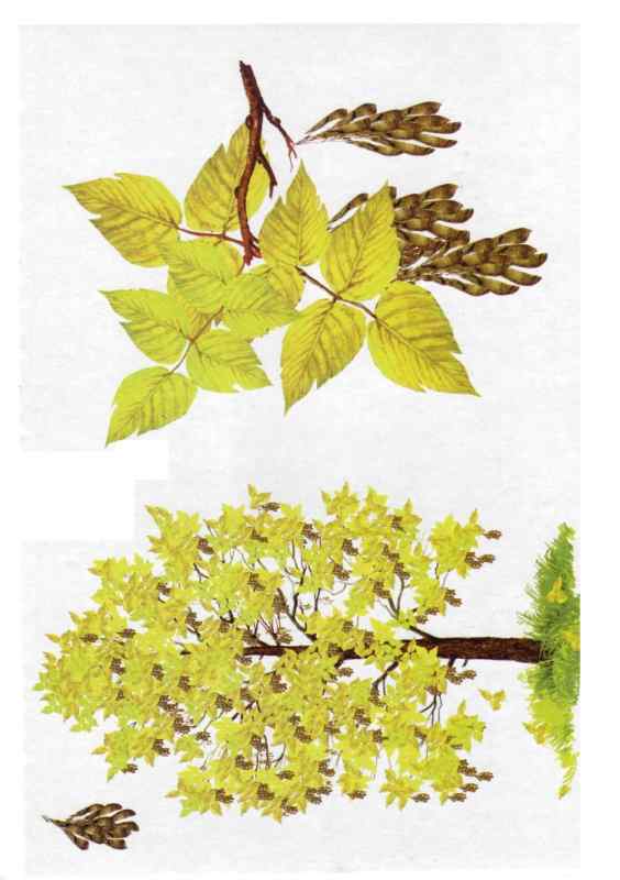 Листья деревьев и кустарников