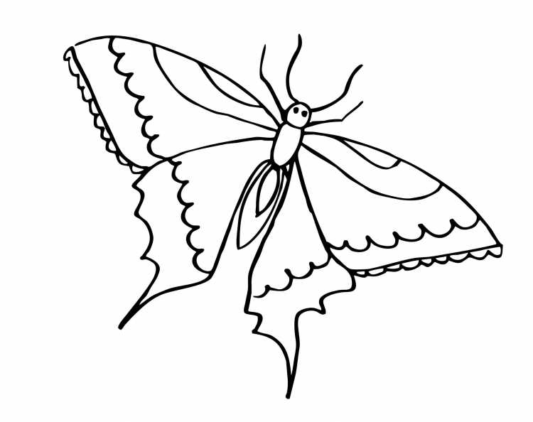 Насекомые раскраска для детей