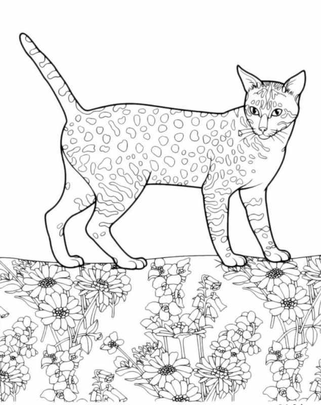 Котенок с цветком раскраска