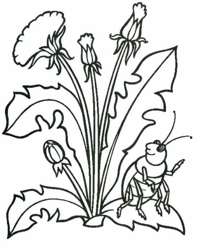 Контур одуванчика для рисования