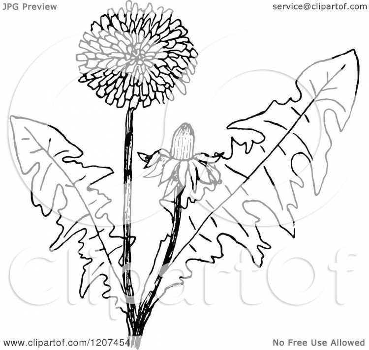 Зарисовки одуванчиков