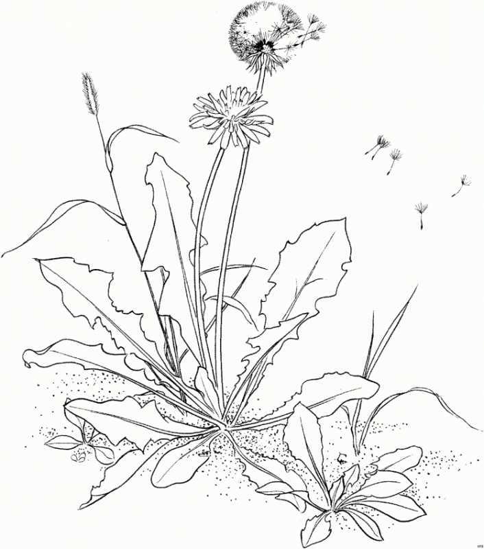 Лист одуванчика раскраска для детей
