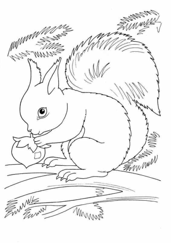 Раскраска Белочка