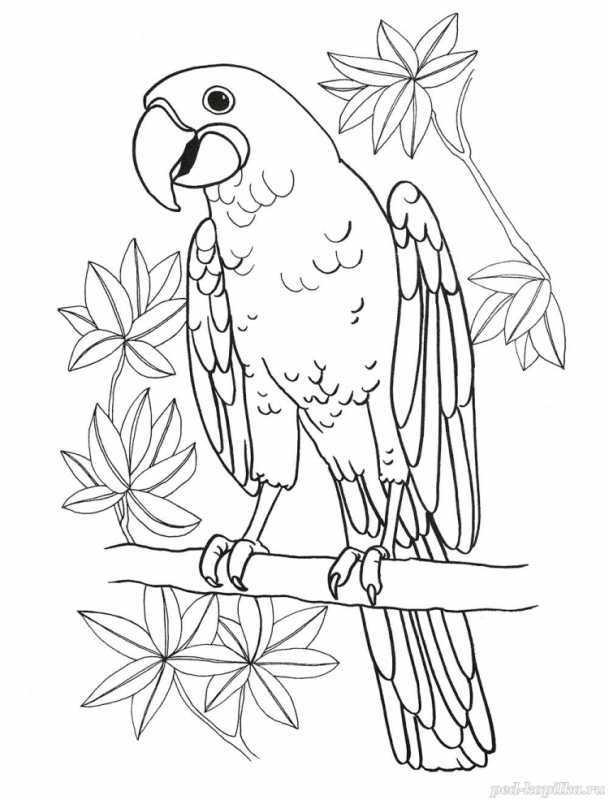 Попугай для раскрашивания
