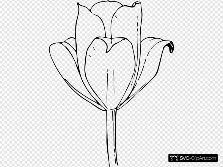 Тюльпан бутон раскраска для детей