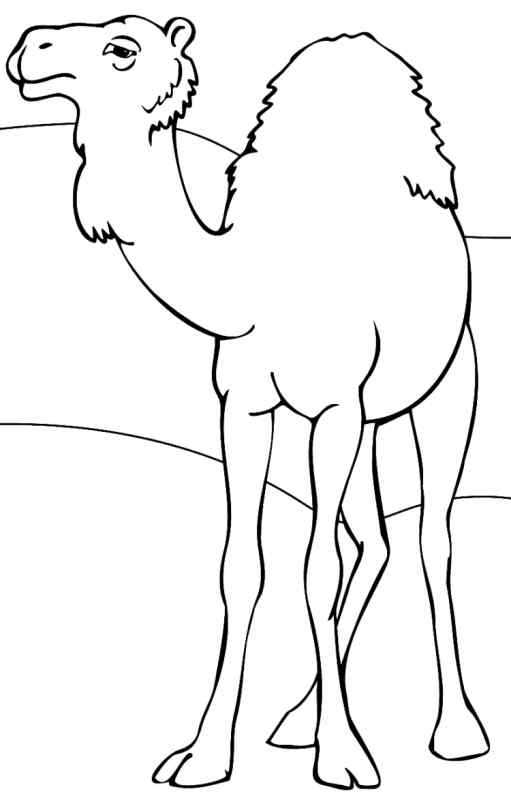 Верблюд рисунок карандашом