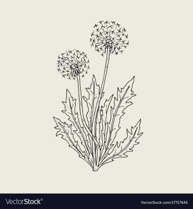 Одуванчик раскраска для детей