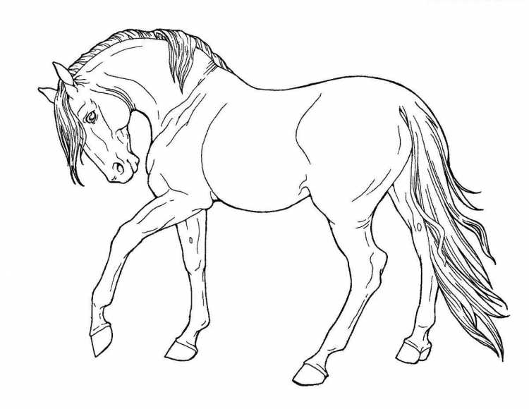 Рисунок лошади для раскрашивания