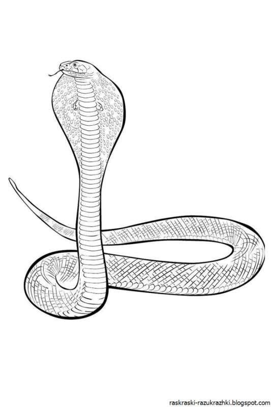 Раскраска змея гадюка