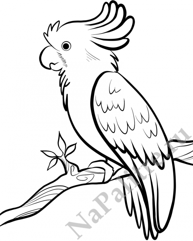 Раскраски попугай красивые