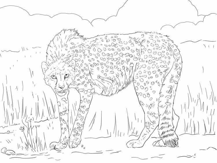Раскраска гепард