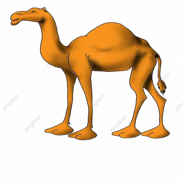 Верблюд раскраска