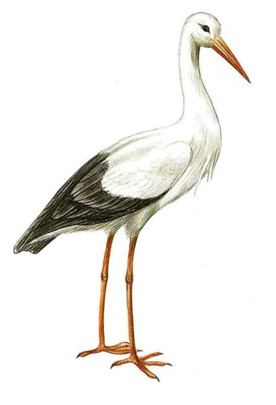 Журавль мультяшный