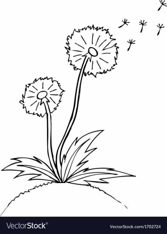 Одуванчик карандашом