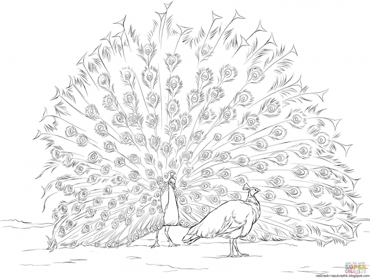 Павлин. Раскраска