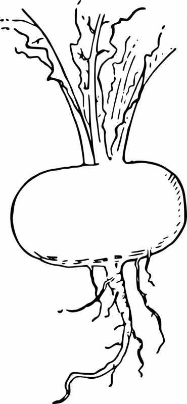 Репка. Книжка-раскраска