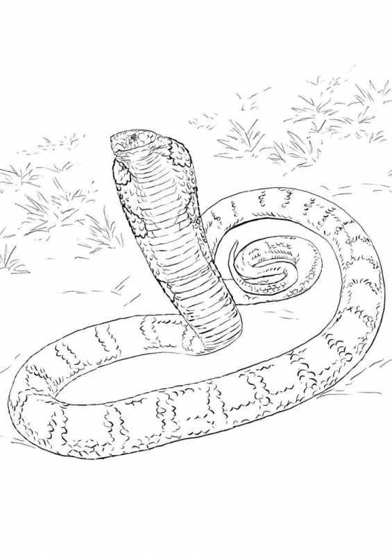 Удав раскраска для детей