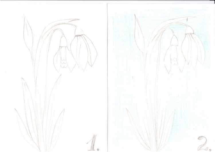 Подснежники на окна