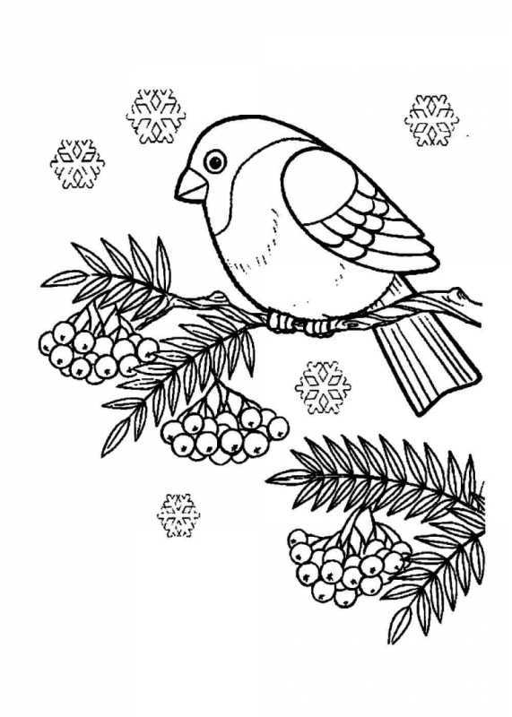 Снегирь раскраска