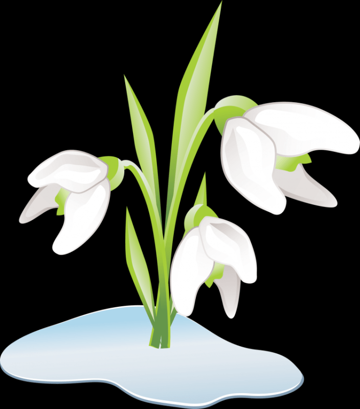 Подснежник раскраска