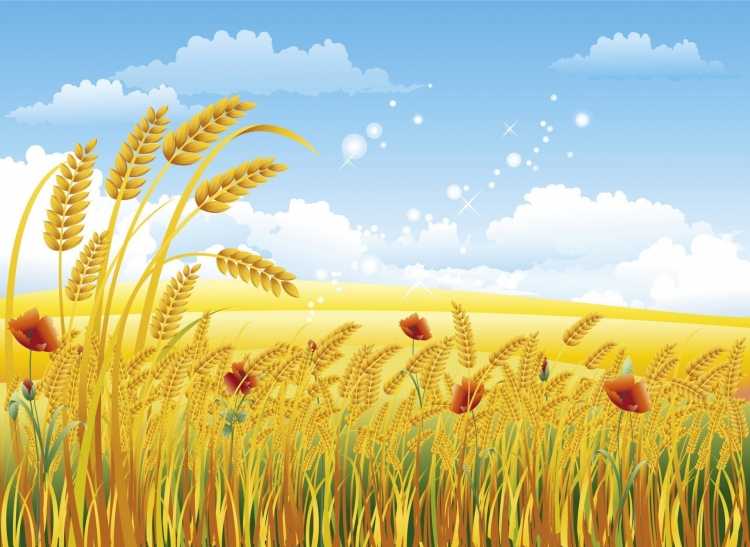 Рисование хлебное поле
