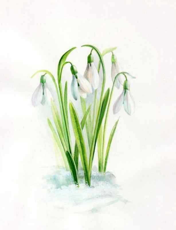 Подснежник по точкам