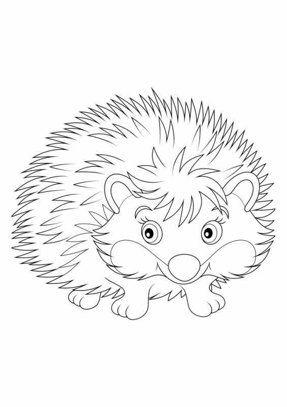 Ушастый еж раскраска