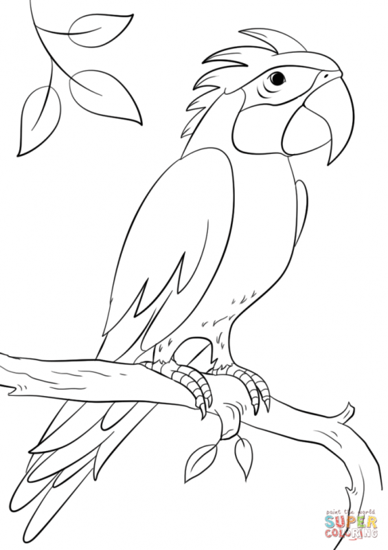 Раскраска попугаи неразлучники