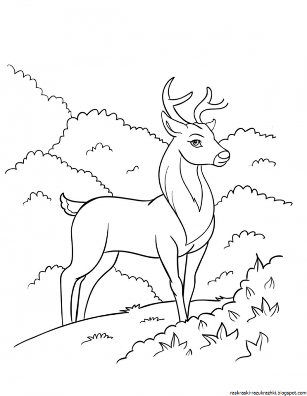 Олень раскраска