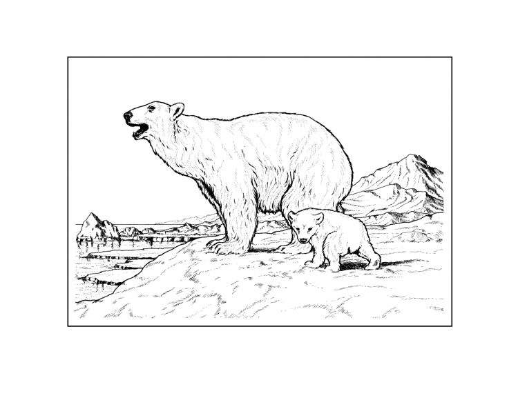 Бурый медведь раскраска для детей