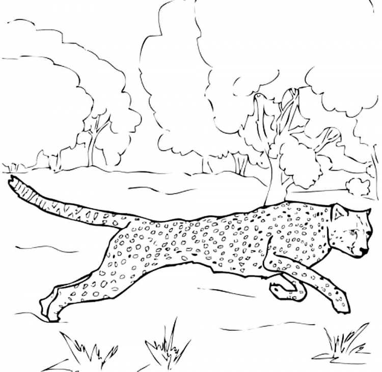 Тату гепард эскизы