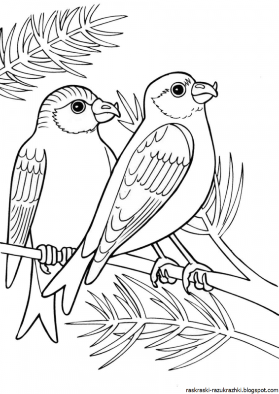 Снегири контур для рисования