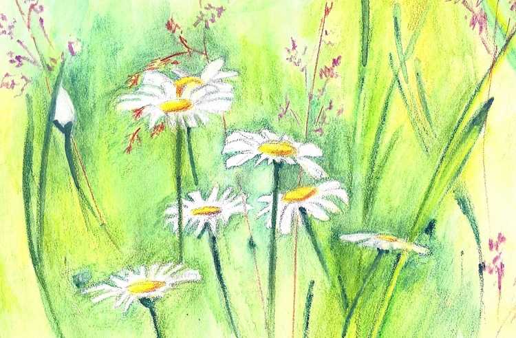 Луг цветными карандашами