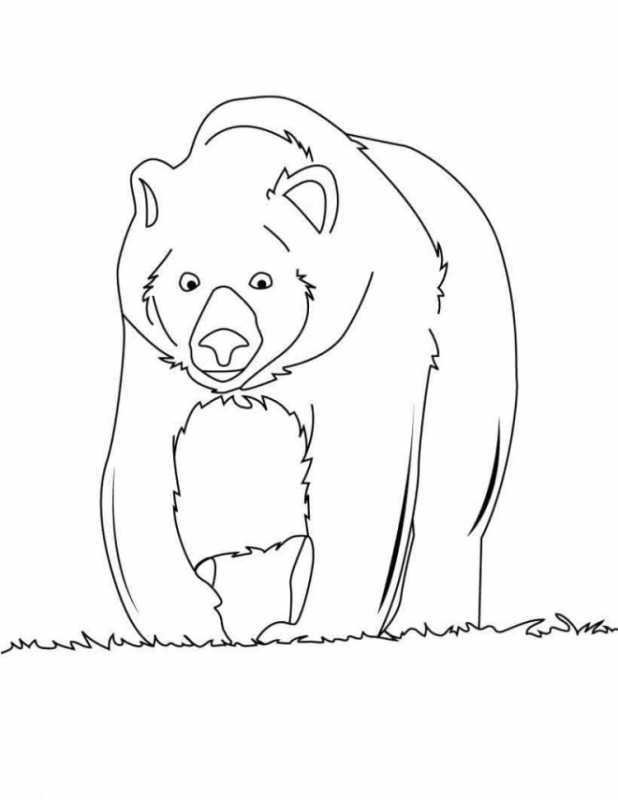 Смешной медведь раскраска