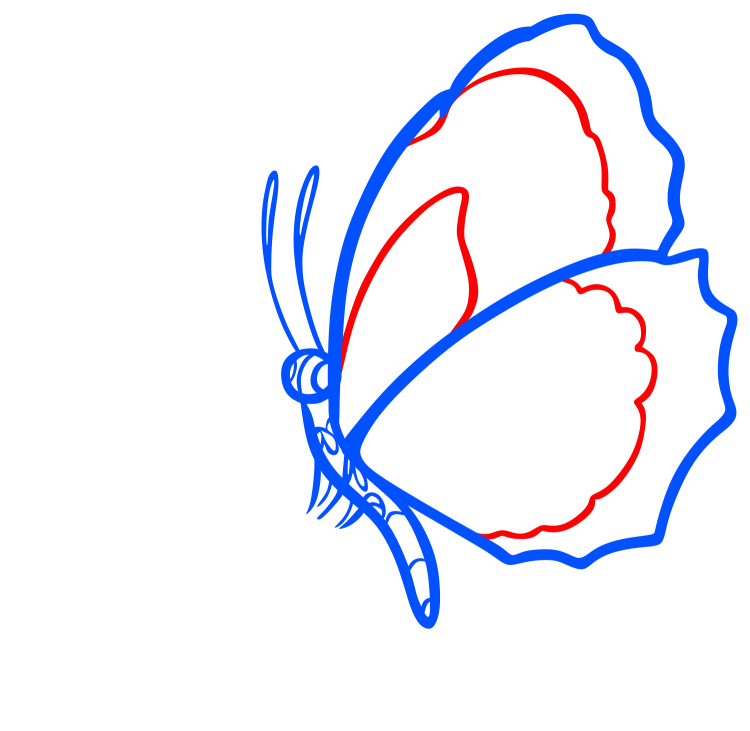 Бабочка карандашом поэтапно