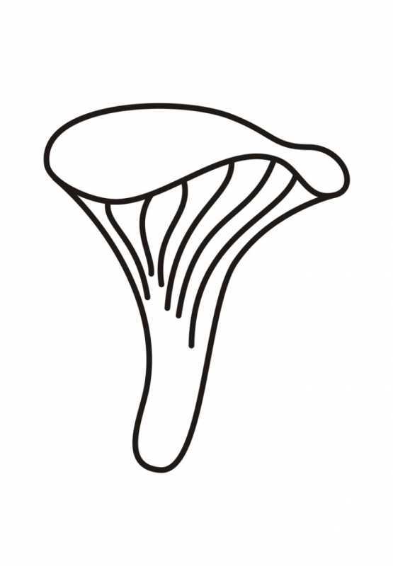 Раскраски грибы ягоды