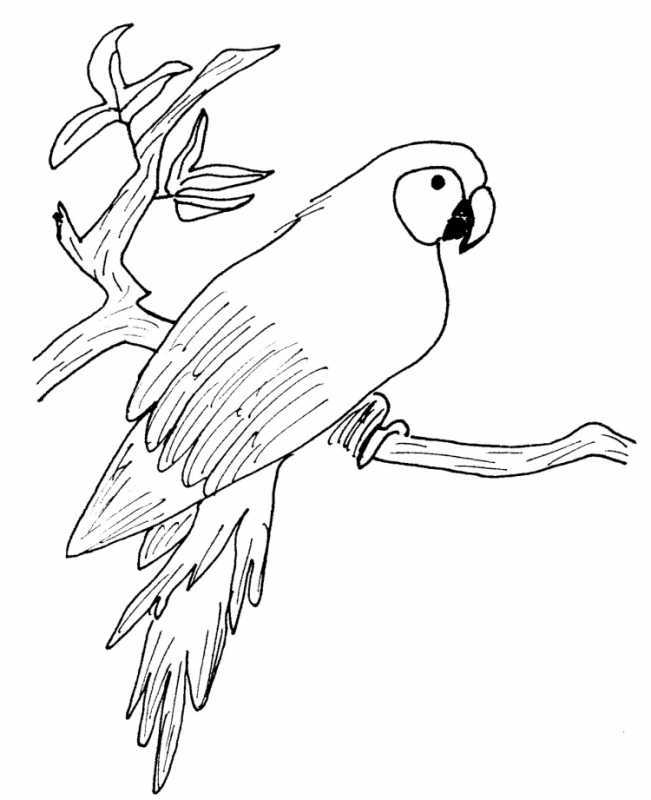 Попуган раскраска